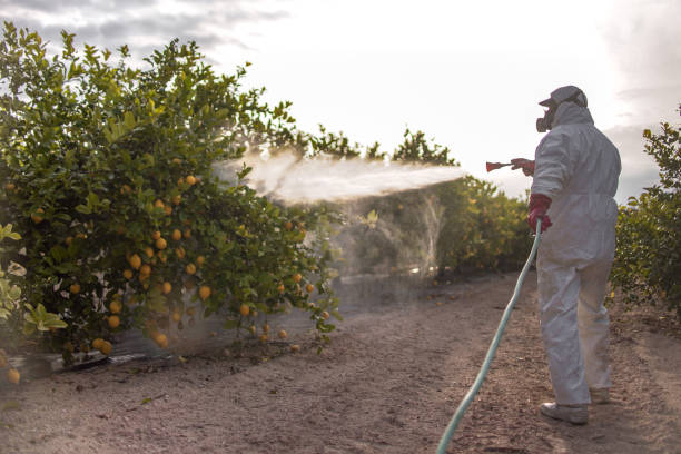 Professional Pest Control in Daytona Beach Shores, FL