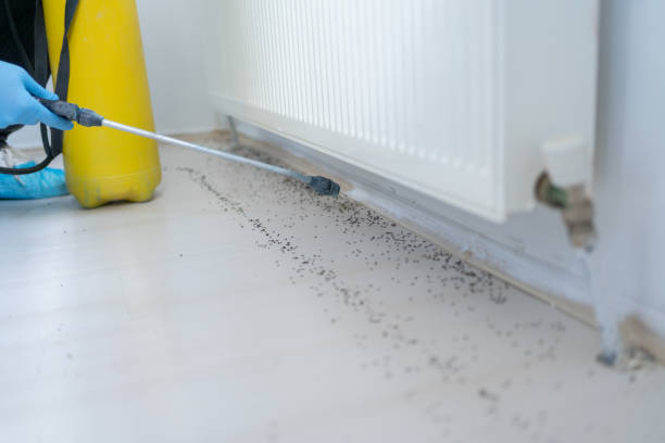 Best Affordable Pest Control Services  in Daytona Beach Shores, FL