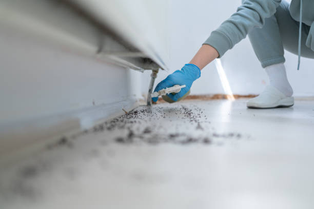 Pest Control Cost in Daytona Beach Shores, FL